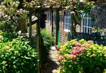 How to Create a Budget-Friendly Backyard Oasis