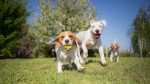 5 Ways to Treat Your Furry Friends Photo Source: stock.adobe.com